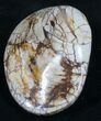 Wide Fossil Clam - Jurassic #9799-1